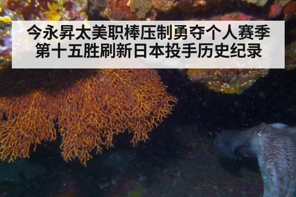 今永昇太美职棒压制勇夺个人赛季第十五胜刷新日本投手历史纪录